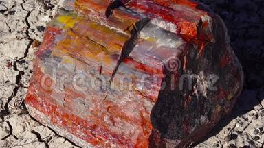 <strong>石化</strong>树的树干，多种颜色的矿物晶体。特写。亚利桑那州<strong>石化</strong>森林国家公园